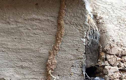 termite inspections near me